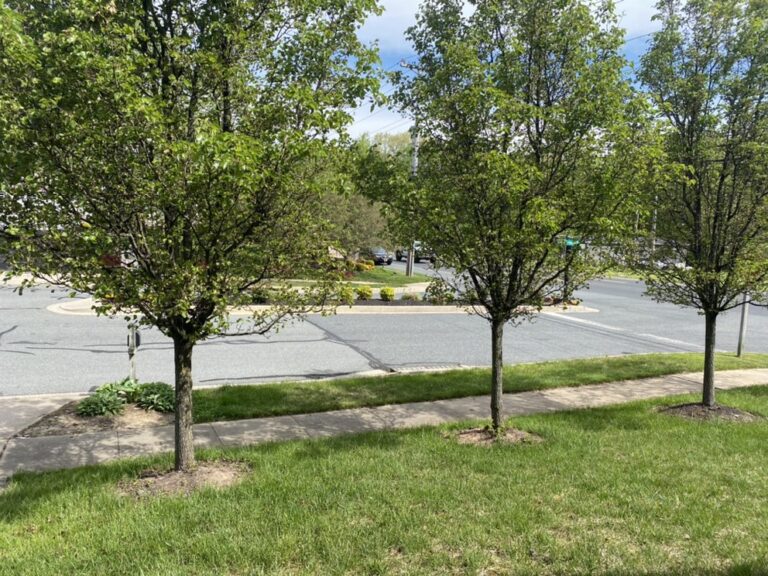 Griffin Grounds Landscaping Landscaping Forest Hill LA4 768x576